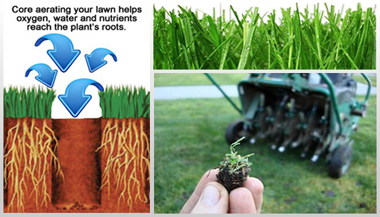 aerating your lawn